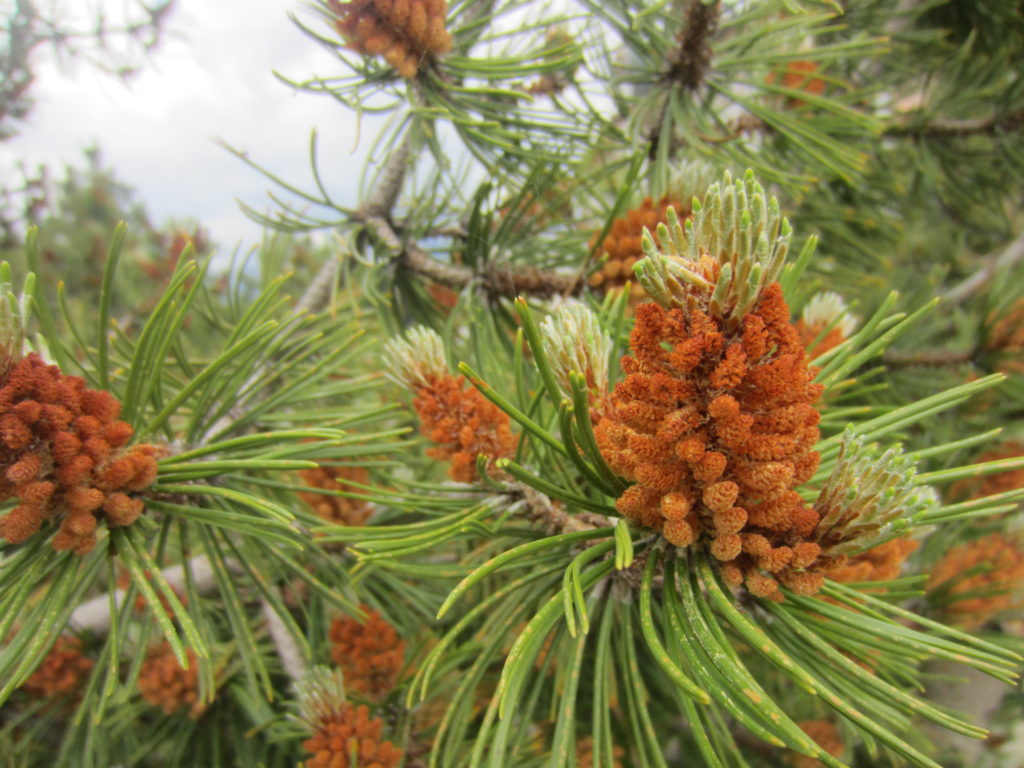I like the fluffy seed pods on the trees
