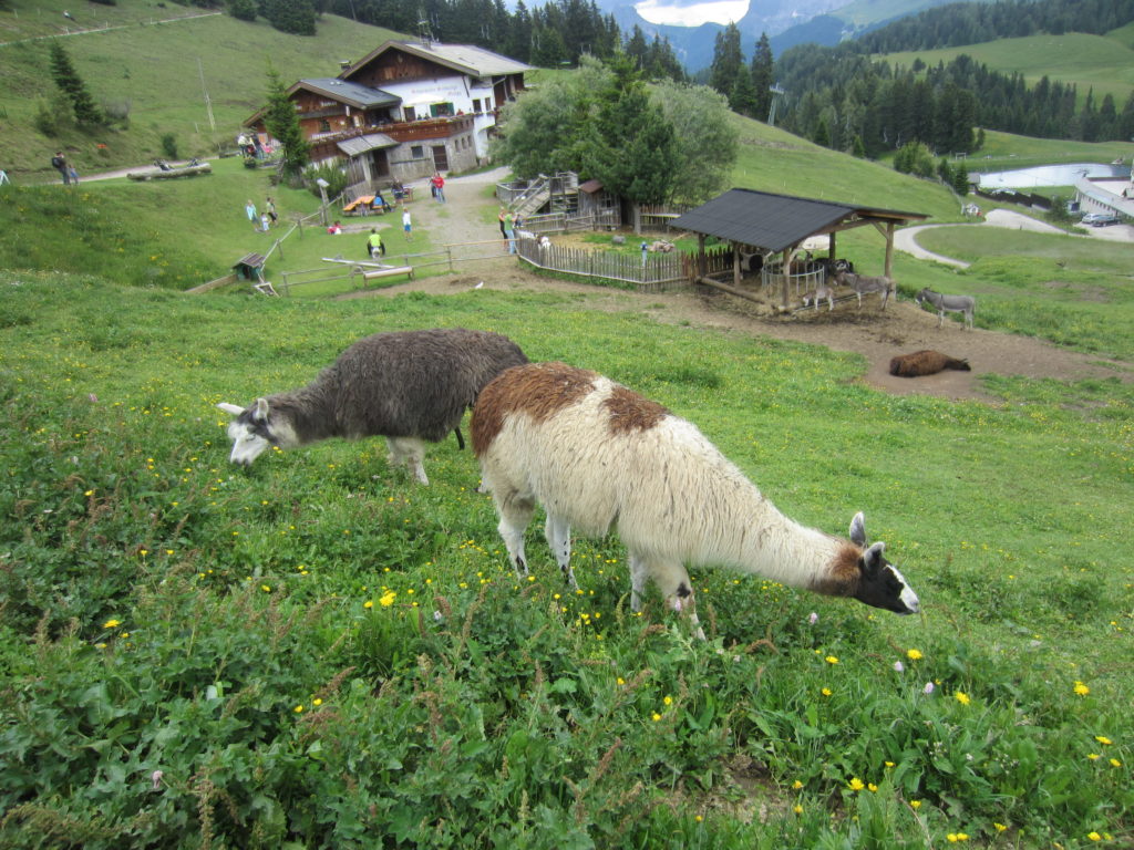 Alpacas?