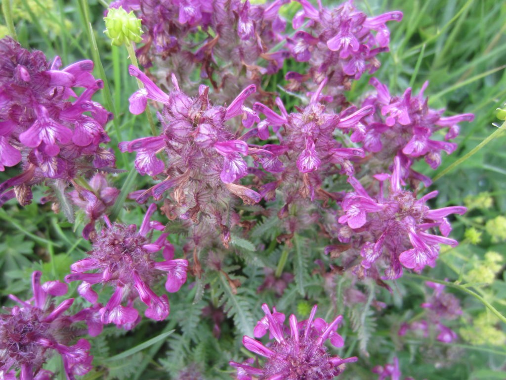 More pretty alpine flowers