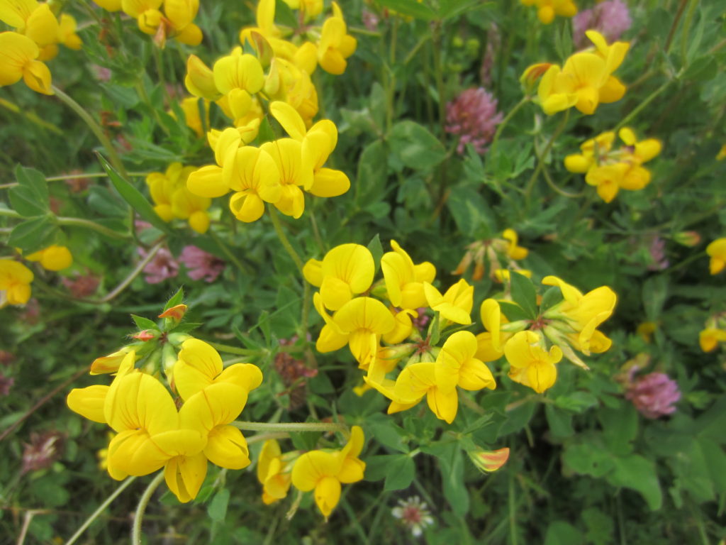 I have no idea what these are. They make the fields look gorgeous.