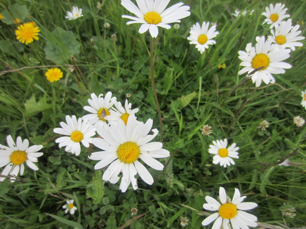 Daisies