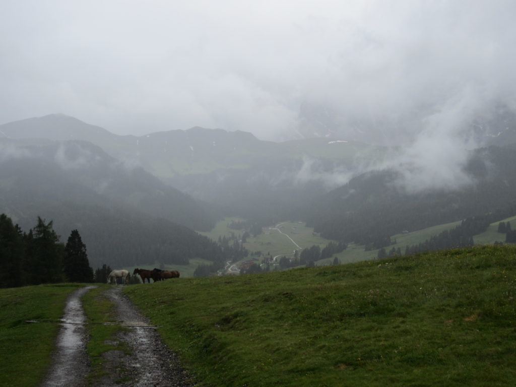 Soggy paths leading to soggy ponies