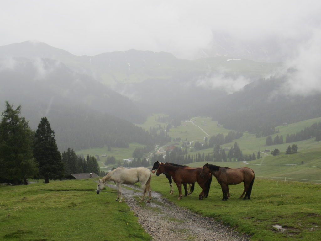 Soggy paths leading to soggy ponies