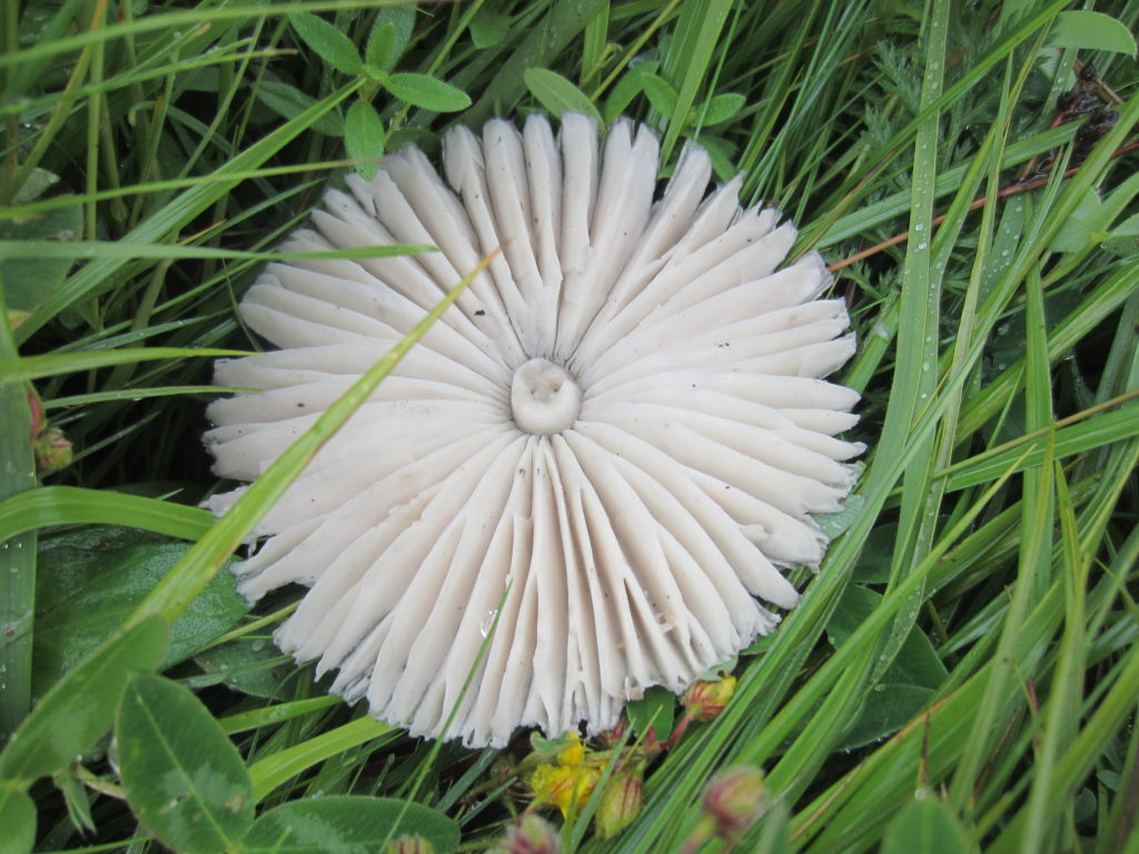 It was so wet, this mushroom seemed to have given up