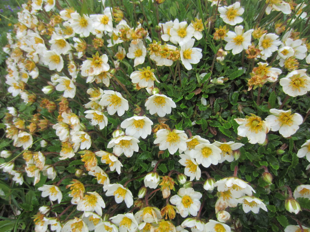 More alpine flowers