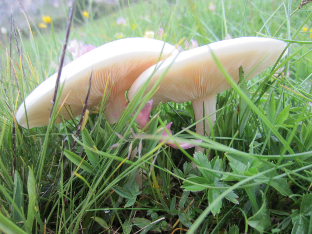 mushroom mushroom