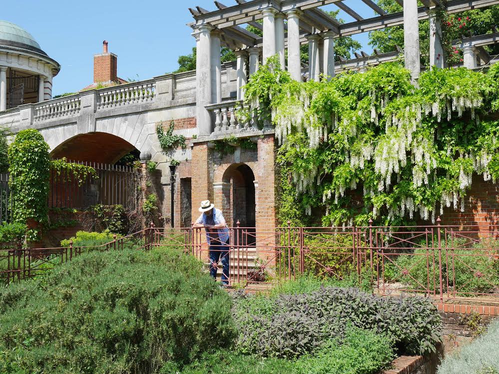 Dad in the pergola garden