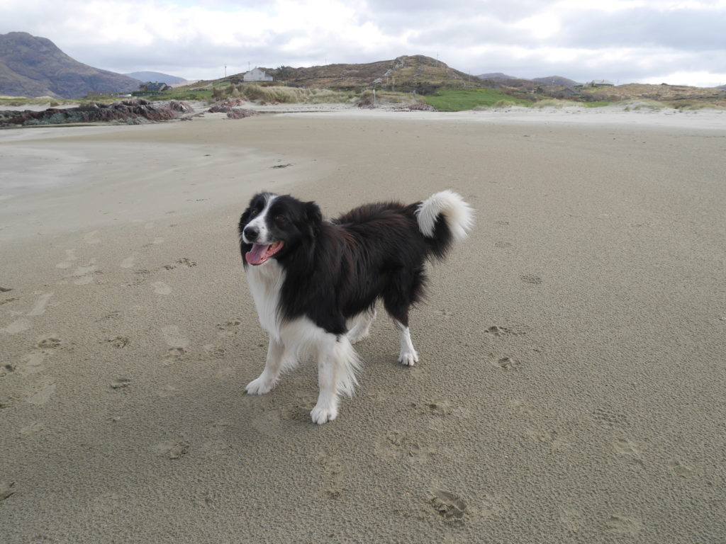 A new friendly dog!