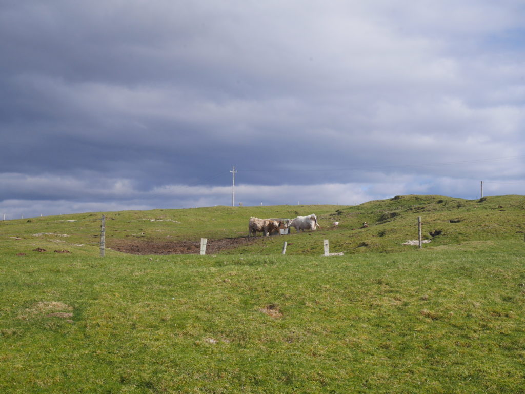 Hello cows