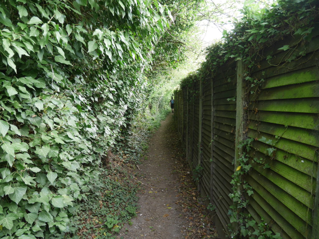 he North Downs Way - between hedges!