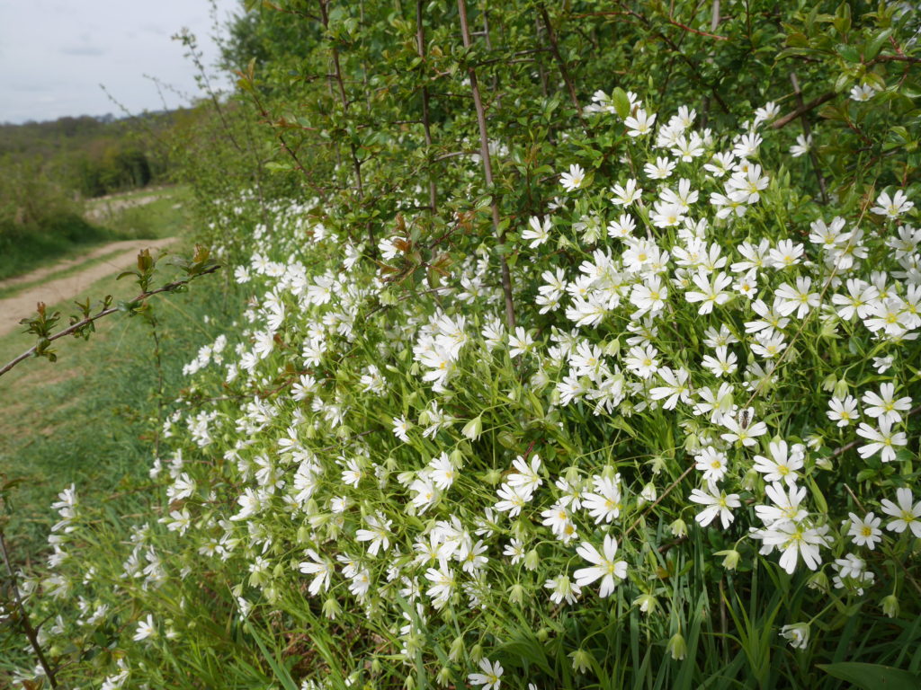Pretty bushes on the Rascombe farm reserve