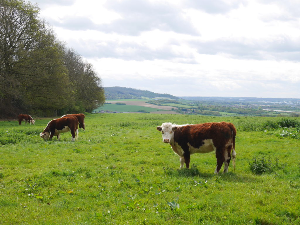 Cows on the Rascombe farm reserve
