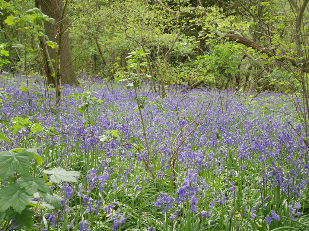 Lovely path of bluebells