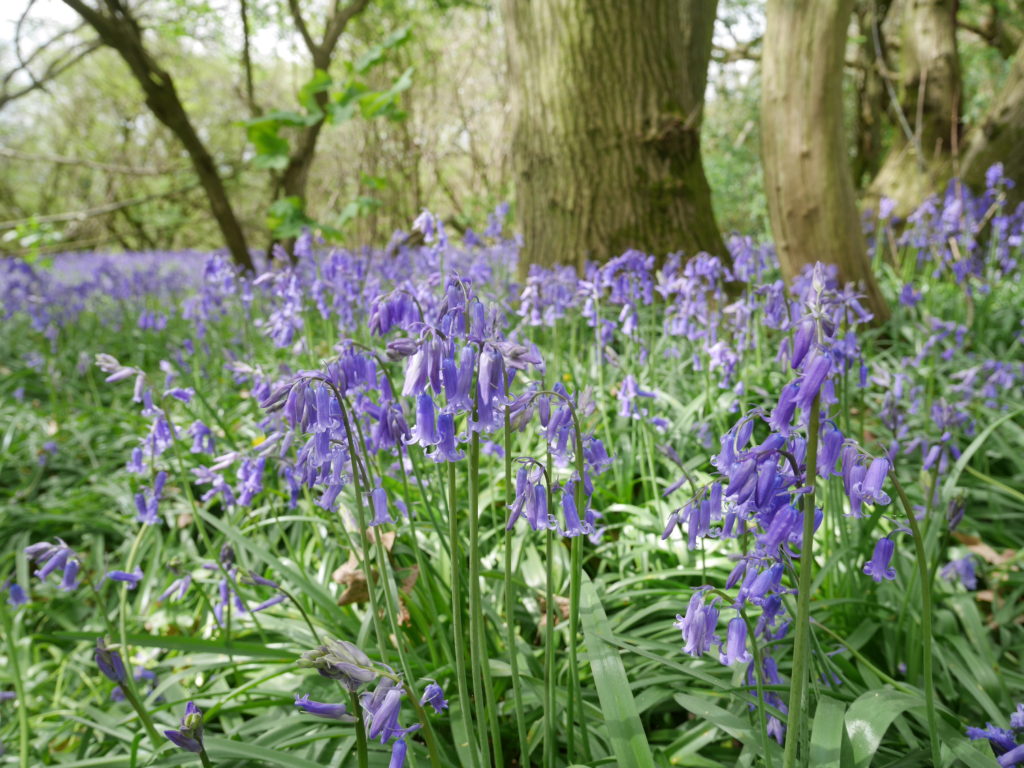 Lovely path of bluebells