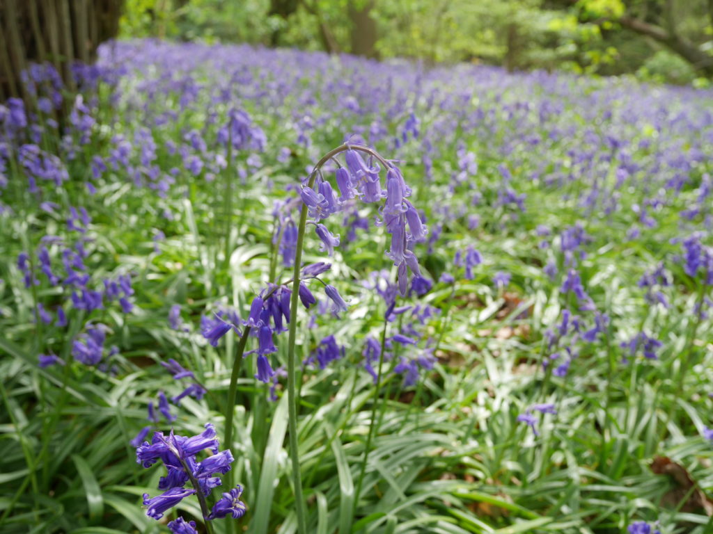 Lovely path of bluebells