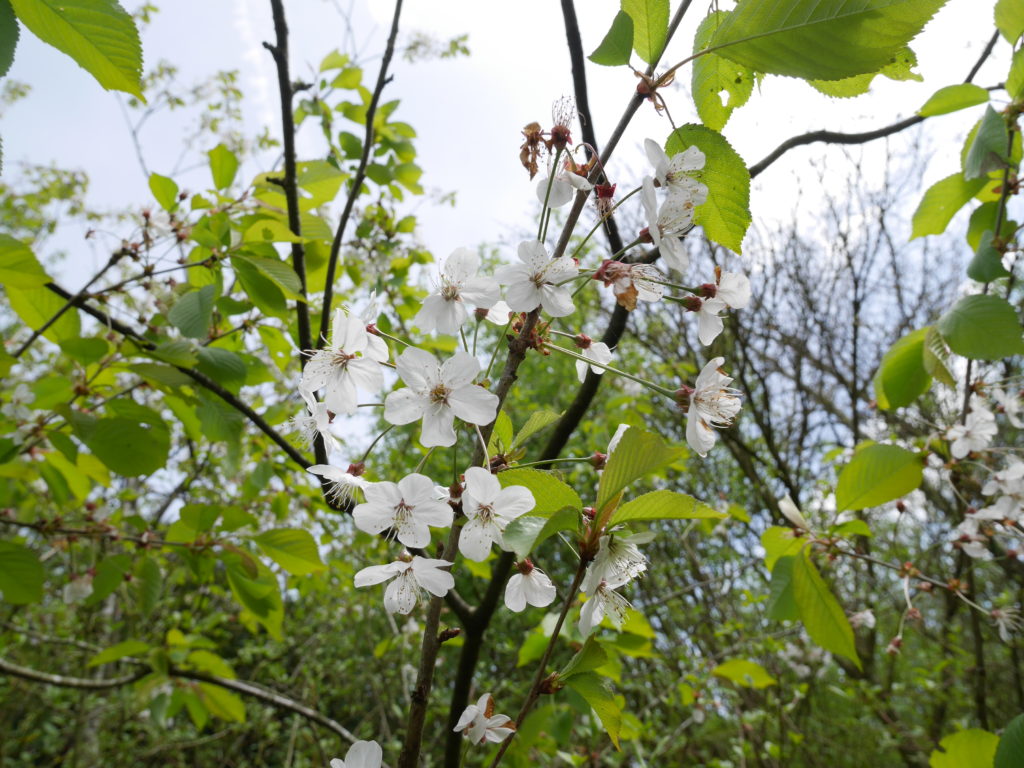 There are still some blossoms in April