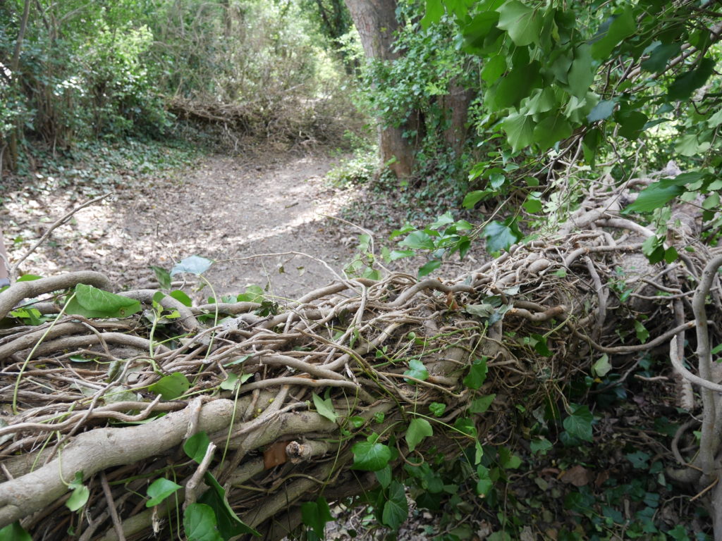 Tree down!