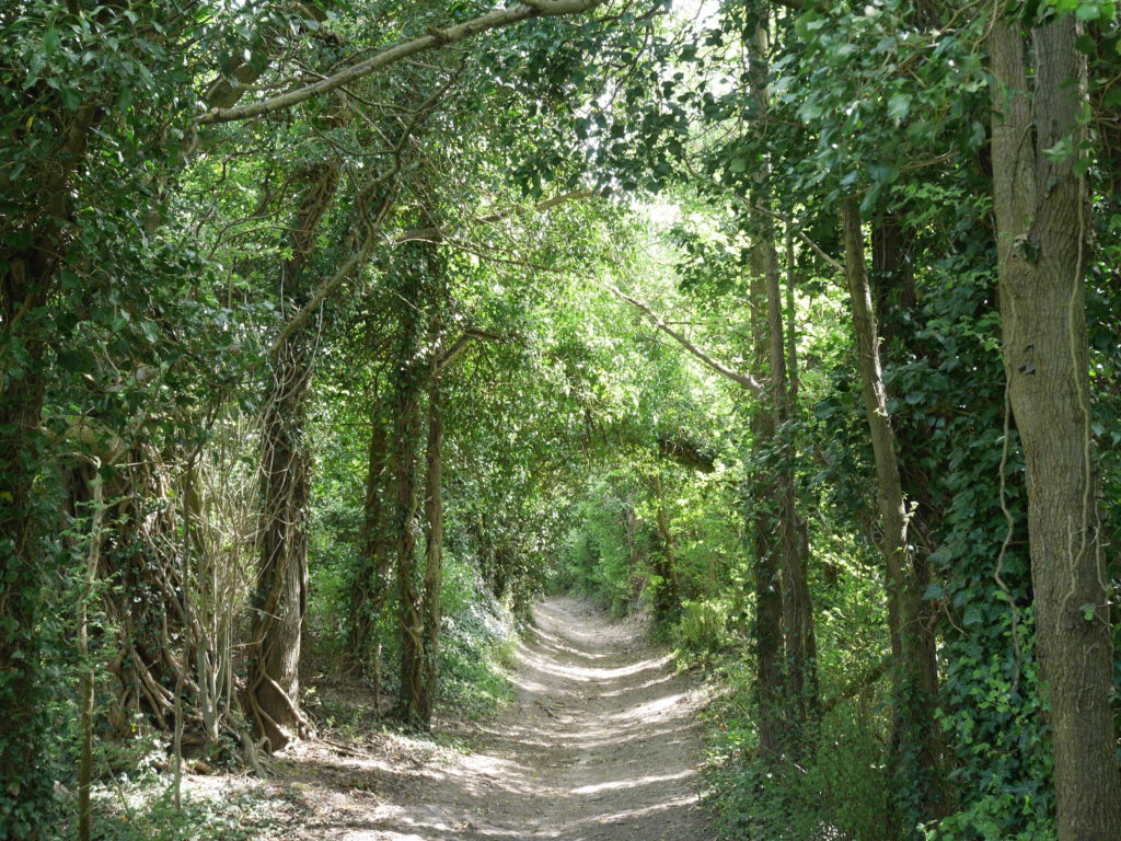 The path back to the pilgrims way