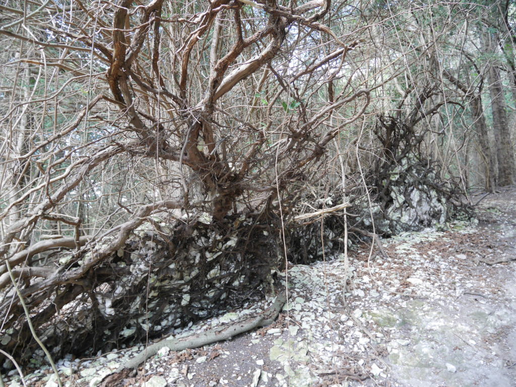 Look at the amazing tree roots!