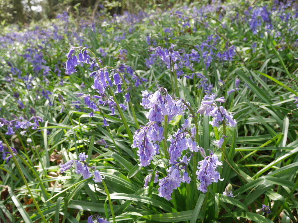 Gorgeous frilly bluebells in the sun