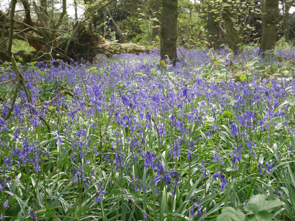These were just a few steps into the wood on the edge of the path