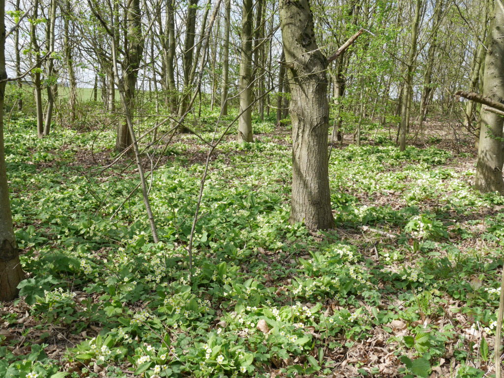 Woodland full of primroses