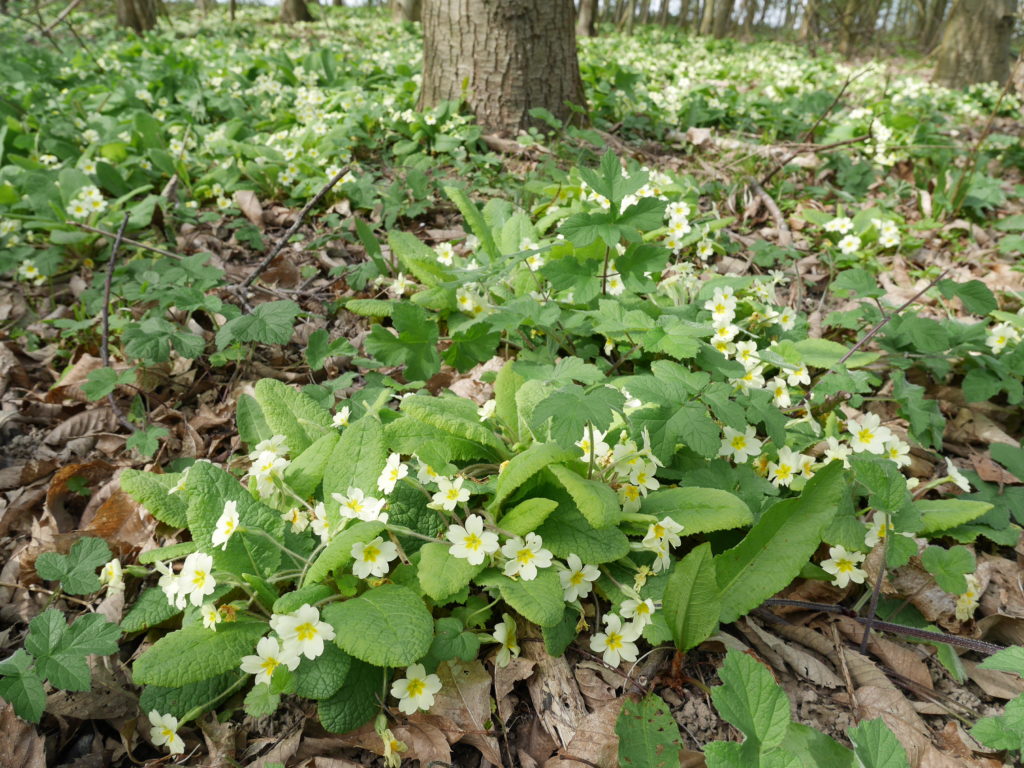 Woodland full of primroses