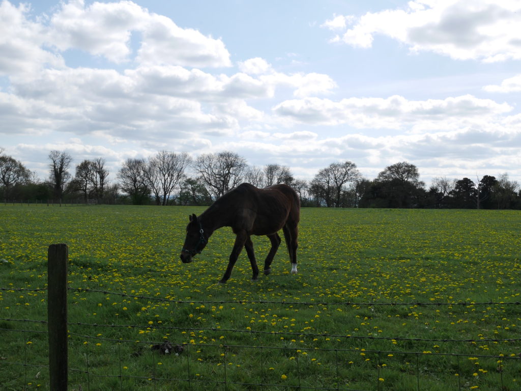 Pony at Harp Farm