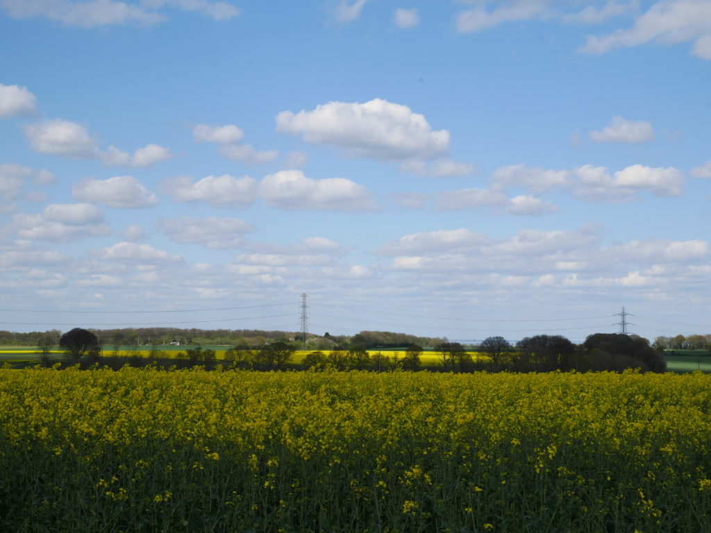 More rapefields