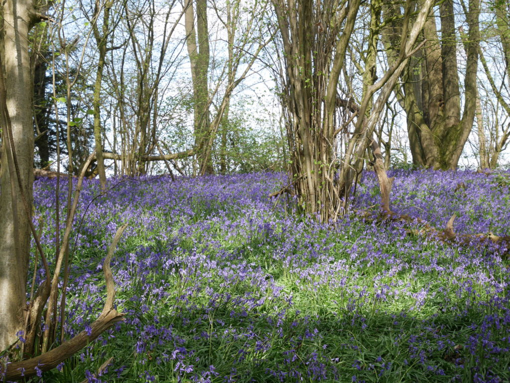Boxley Wood bluebells