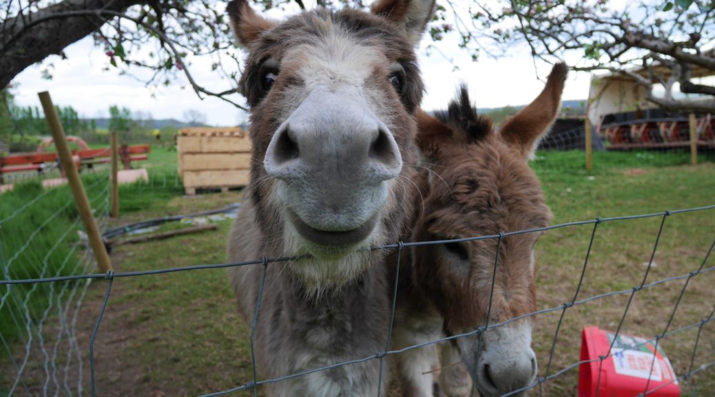 Donkeys on the path close to Wye