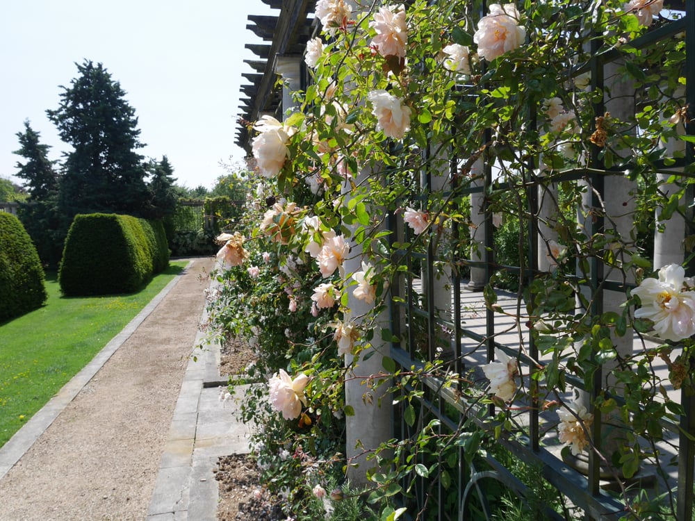 Roses climbing