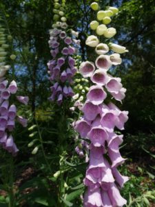 Pretty fox gloves in the hill gardens