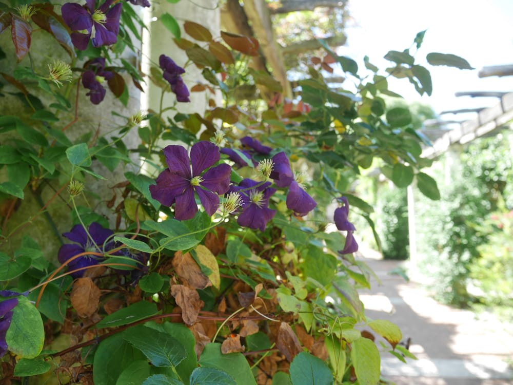 Possibly Clematis (again, my mum will know!)