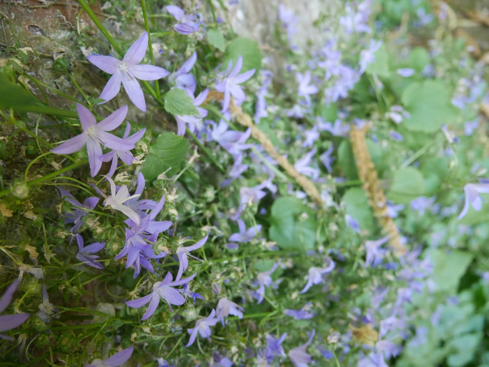 I think these are Campanula (my mum will probably correct me later!)