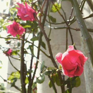 More roses