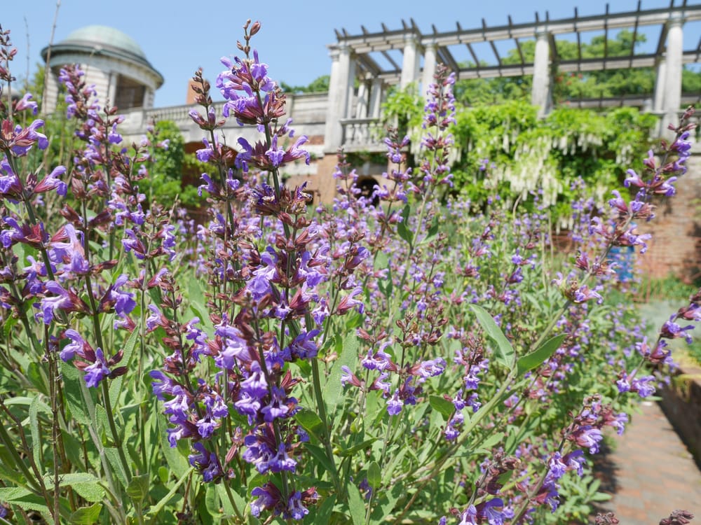 Spring flowers