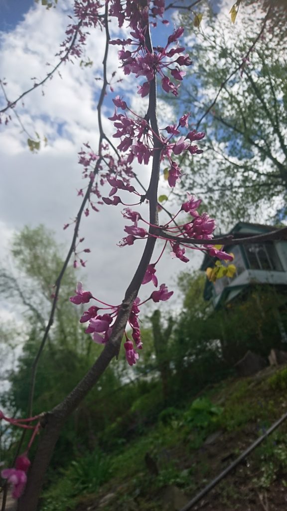 Staten Island blossoms