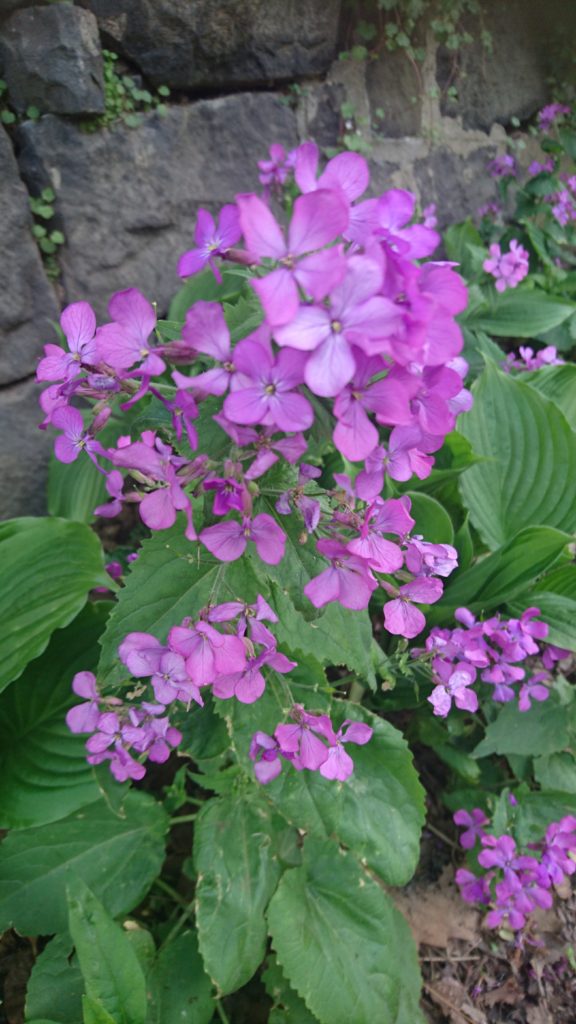 Purple flowers