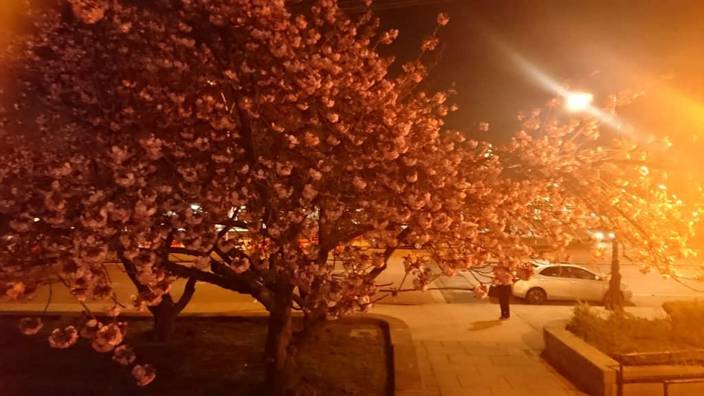 Nighttime back on Staten Island