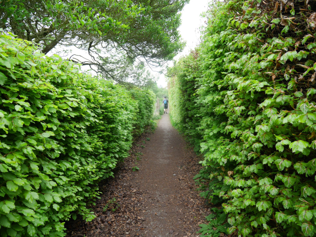 Follow this hedge path!