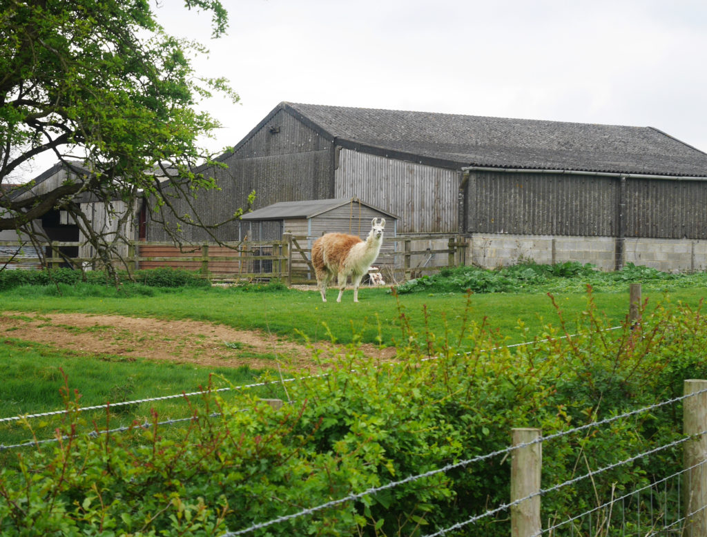 alpaca or llama?