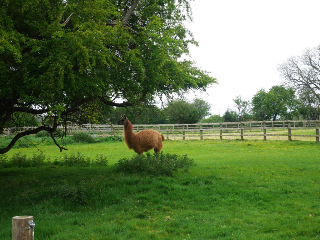 alpaca or llama?