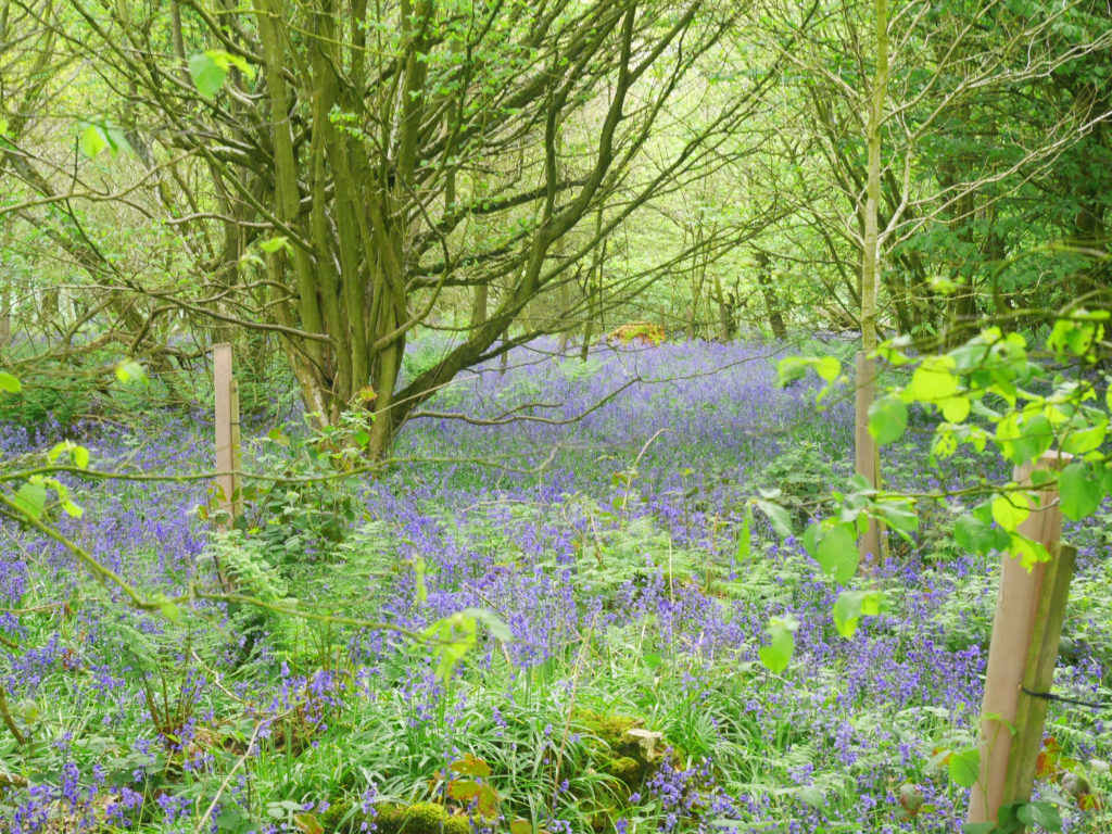 Pretty bluebells at the end of the bluebell season