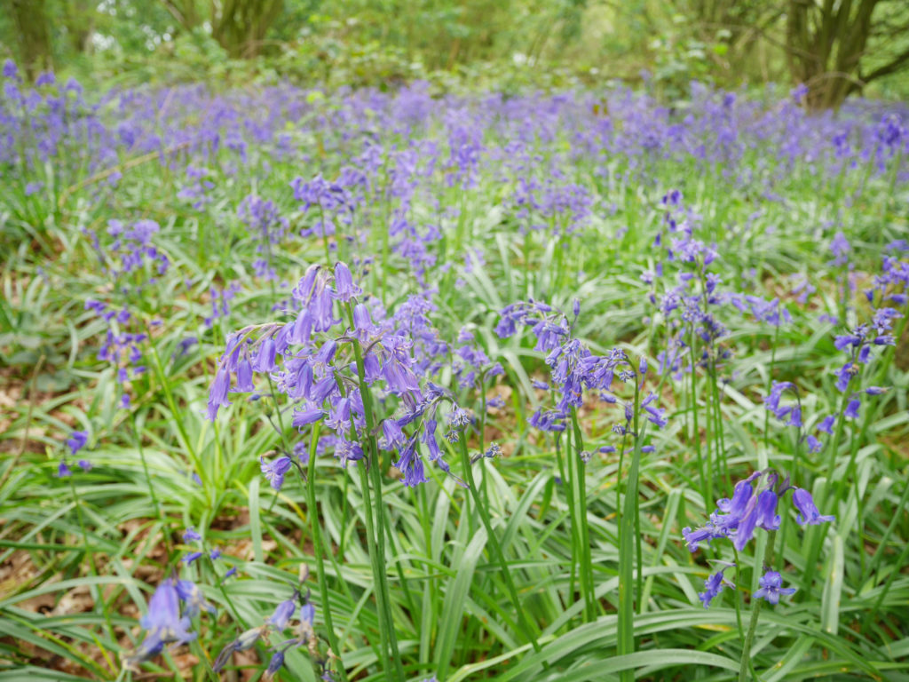Pretty bluebells at the end of the bluebell season