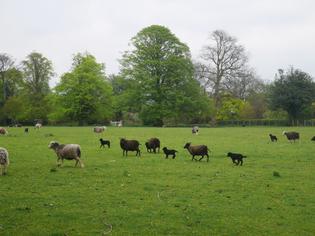 Cutie sheep and lambs