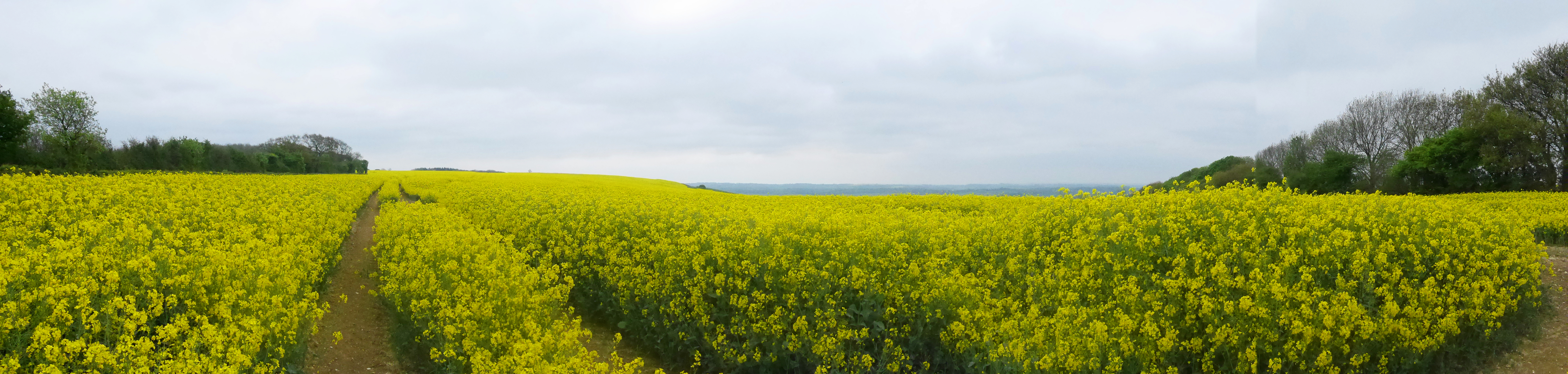 Yellow rapeseed flowers to brighten a grey day!