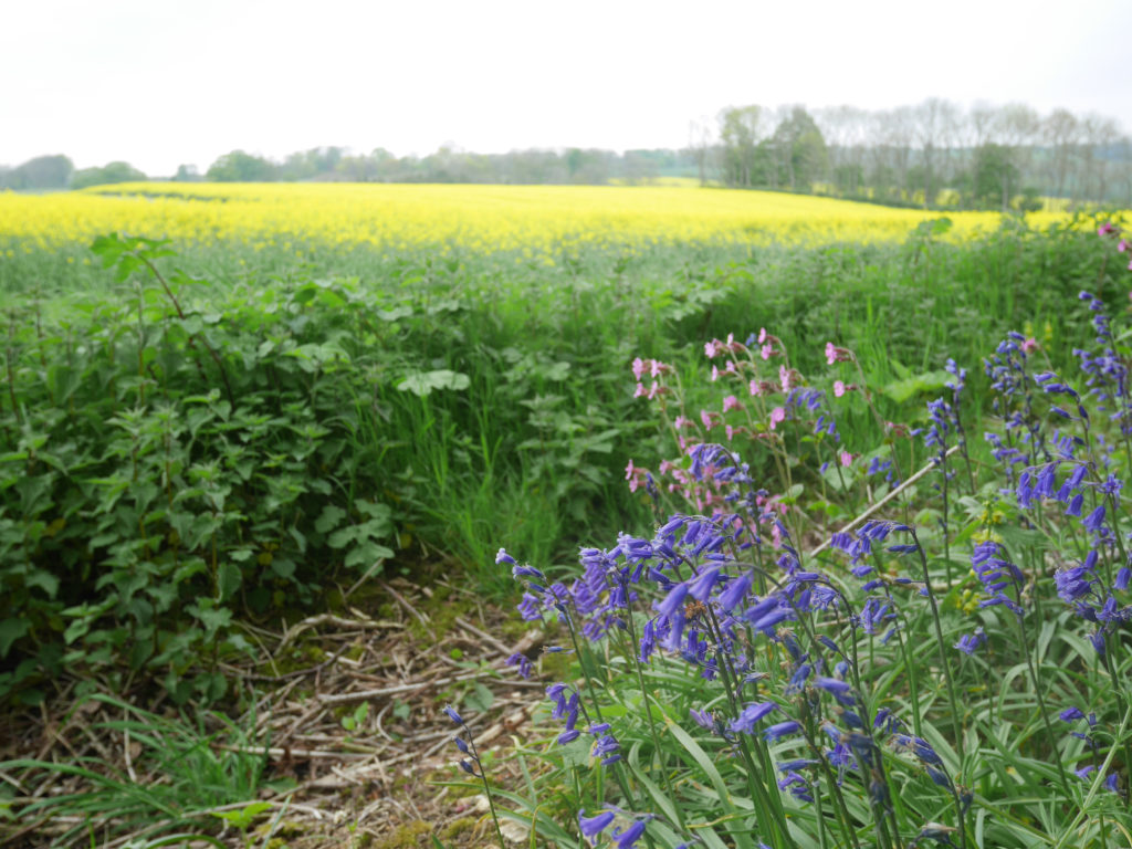 Bluebells by the path
