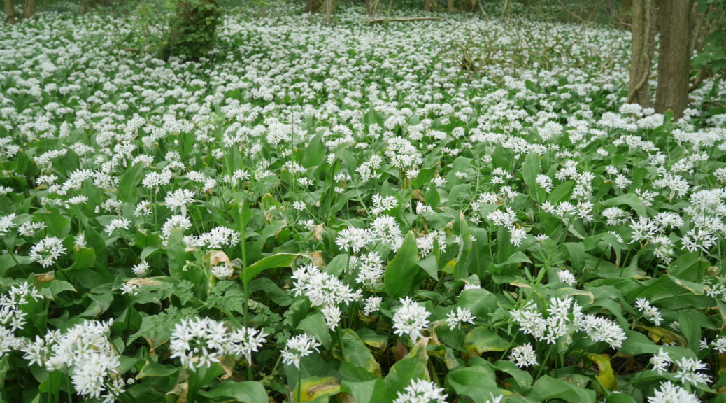 Wild Garlic flowers
