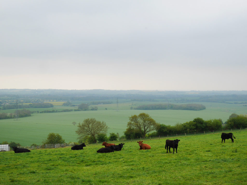 So many cows a grazing